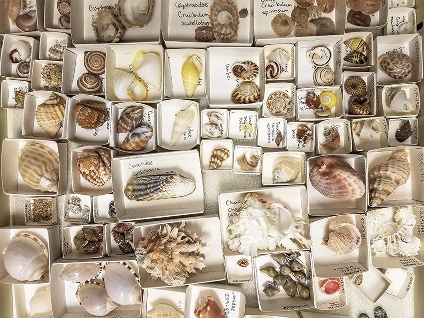 Shell Collection