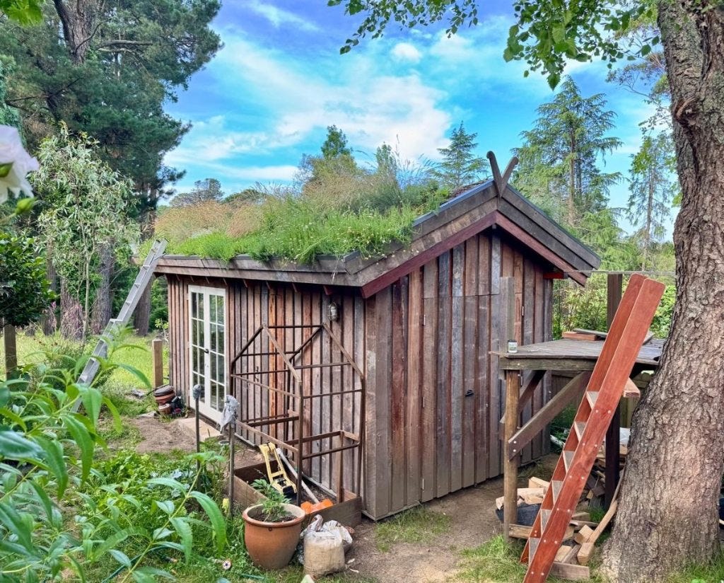 Mark Liebman’s new shed in Blackheath with its green roof Mark Liebman’s new shed in Blackheath with its green roof