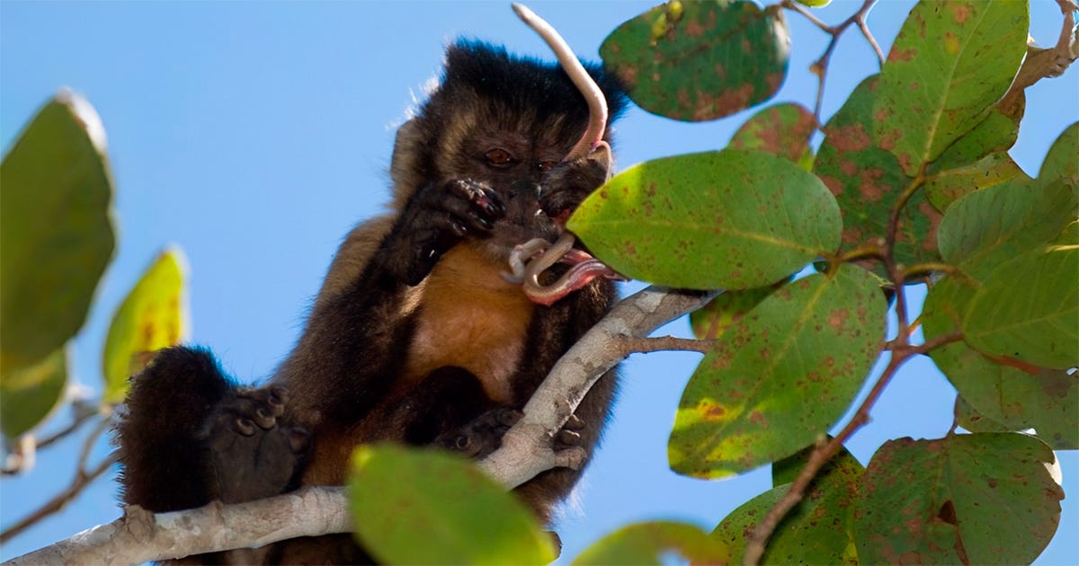 Predação de cobra por macaco-prego fêmea adulta Predação de cobra por macaco-prego fêmea adulta