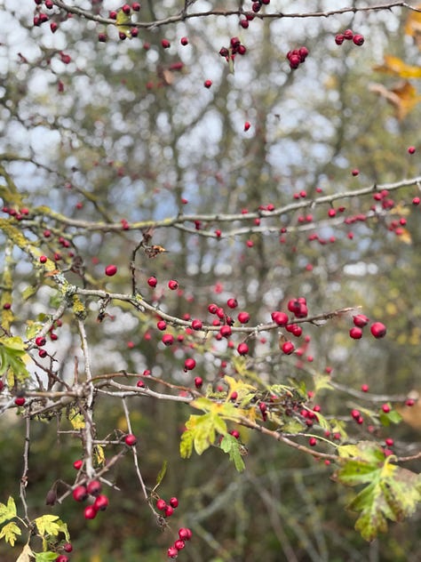 Photos of a hawthorn tree, a blackberry bush and a post with signs for the England Coast Path and Thames Path