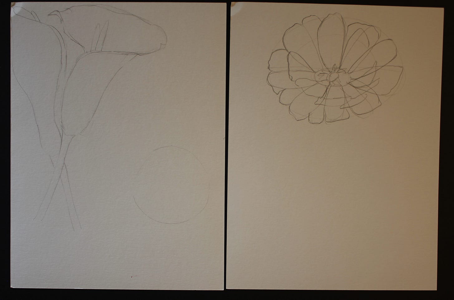 Pencil sketches of flower outlines, including lilies and peonies, drawn on white sketch paper for watercolor practice.