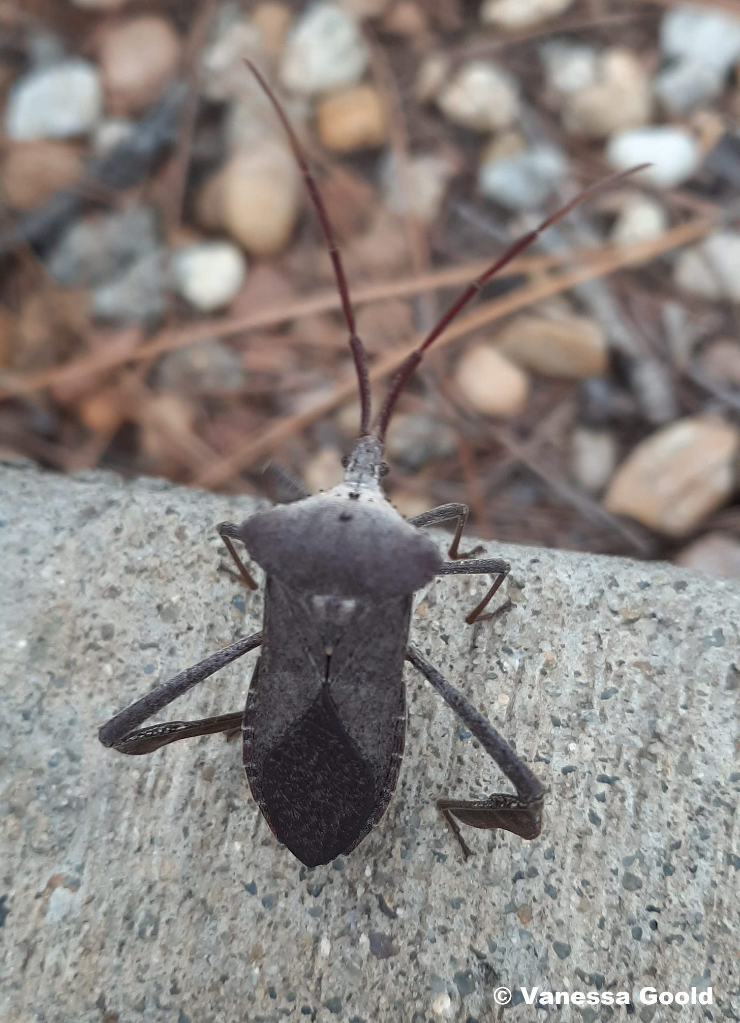 leaf-footed bug