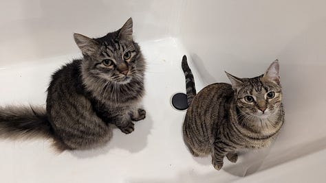 A gallery of cats of varying stripes and colors. The caption explains each cat's name, but the descriptions would be insanely long.
