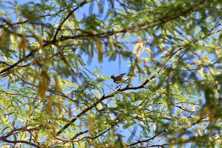 female phainopepla (on nest), me, female phainopepla, greater roadrunner, male northern cardinal, green heron