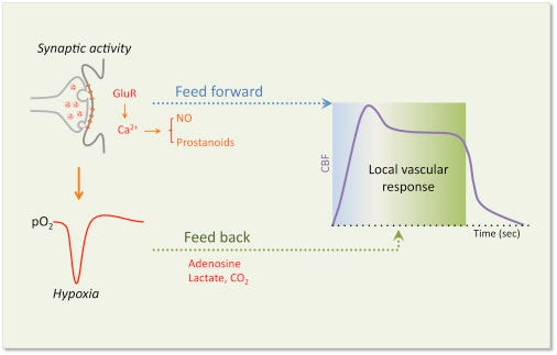 The Neurovascular Unit Coming of Age: A Journey through Neurovascular Coupling in Health and Disease: Neuron The Neurovascular Unit Coming of Age: A Journey through Neurovascular Coupling in Health and Disease: Neuron