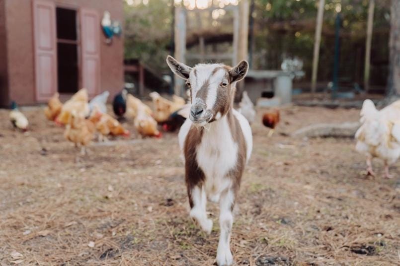 A goat walking in a yard with chickens

AI-generated content may be incorrect.