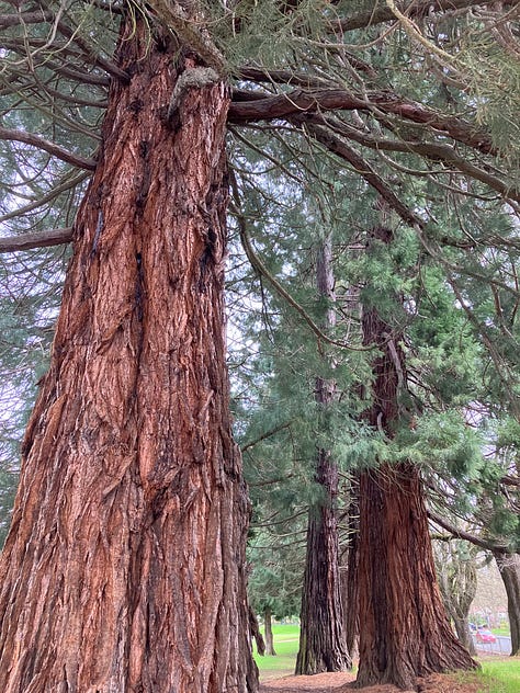 Trees and forests in Oregon