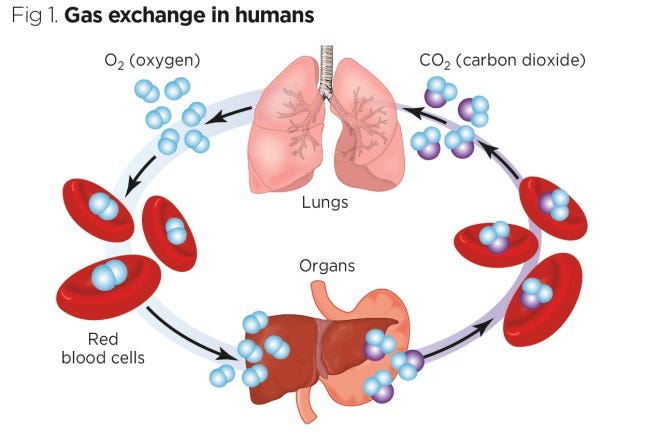 Every breath you take: the process of breathing explained | Nursing Times