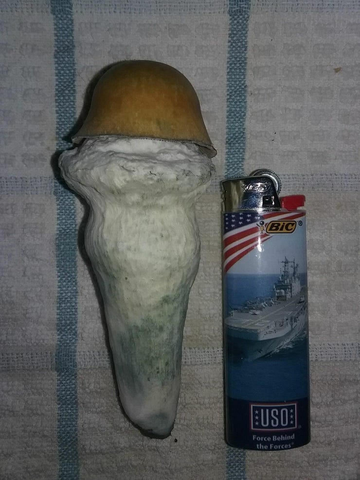 Penis Envy strain