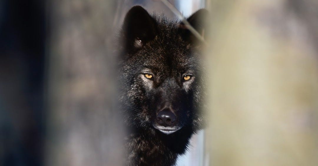 black wolf in tilt shift lens