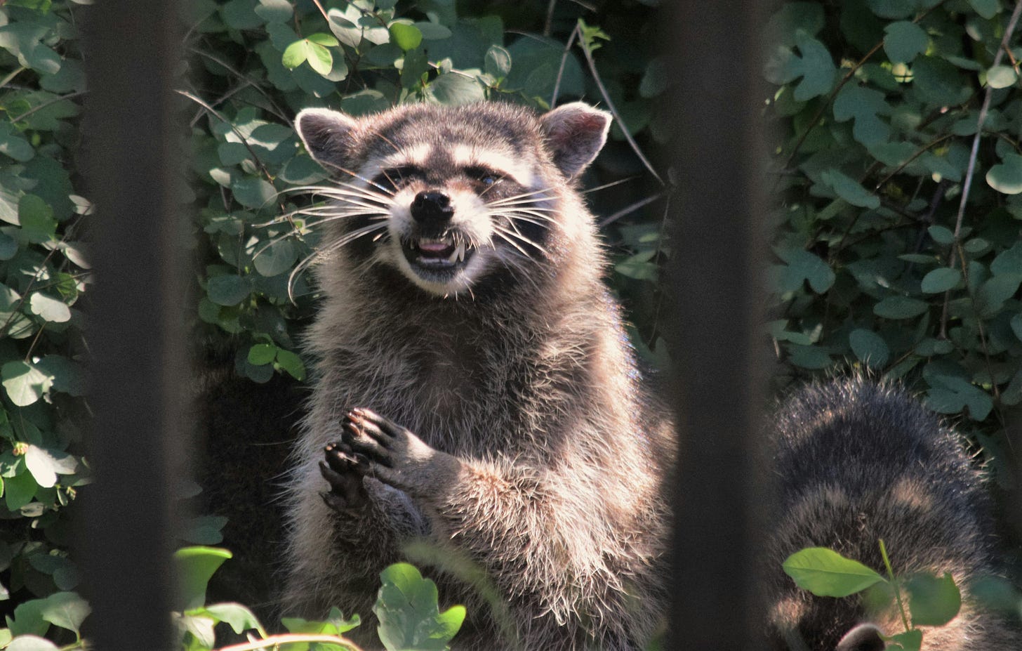 A raccoon holding its front paws together and appearing to laugh maniacally