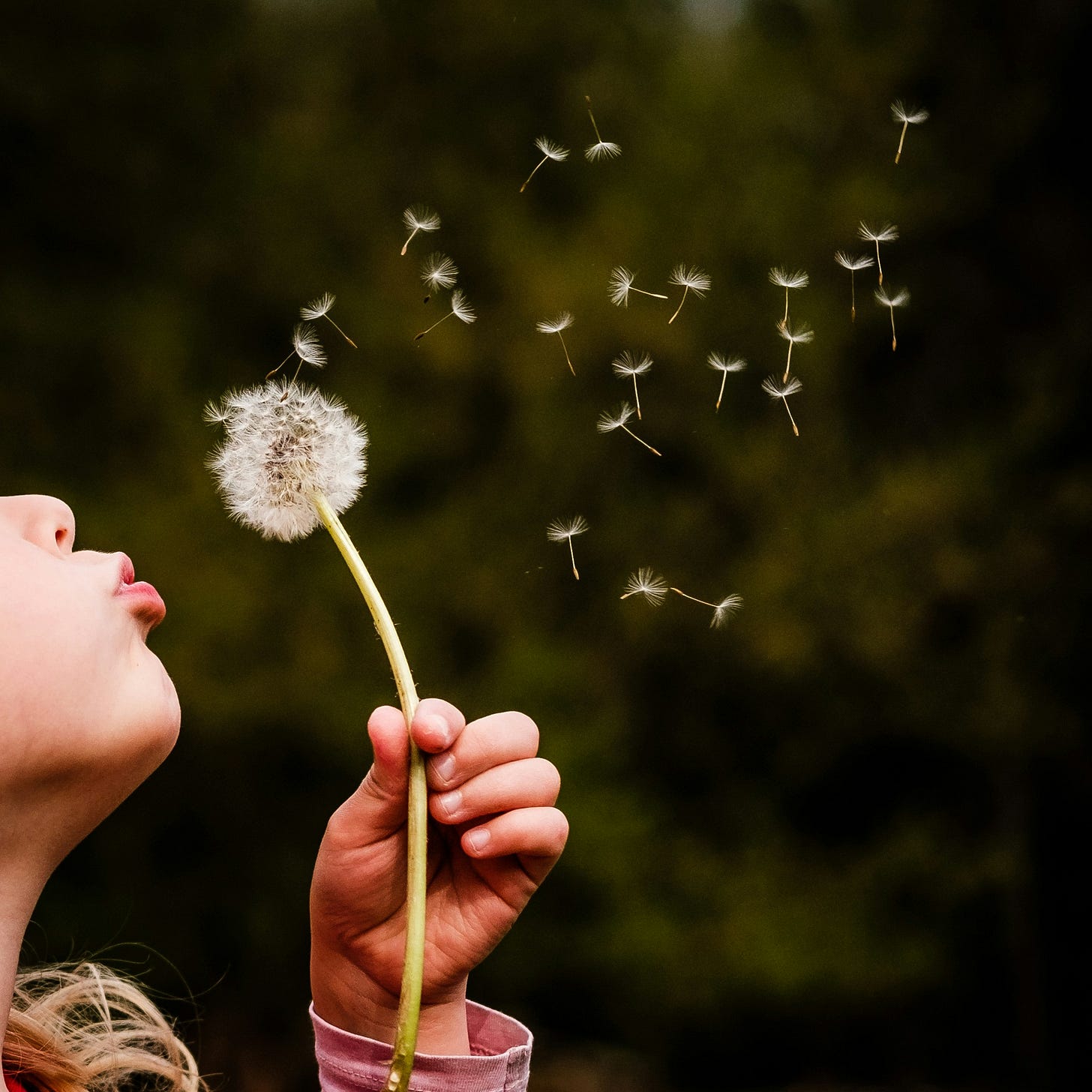 Image of someone blowing on a seedy dandelion. Dandelion seeds are drifting through the air.