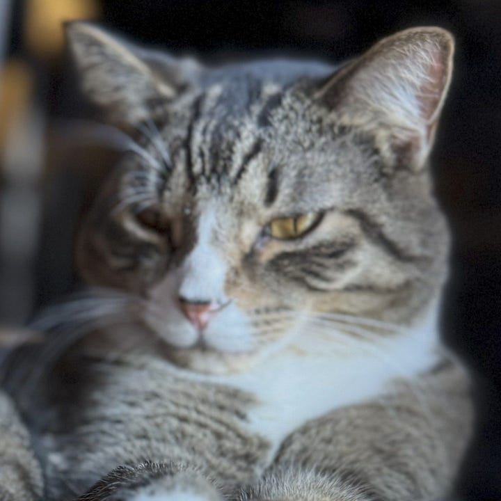 A gallery of four close cropped photos of Mando and Motron from images from the post.