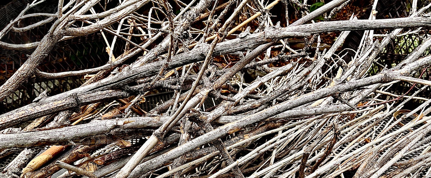a pile of fallen branches