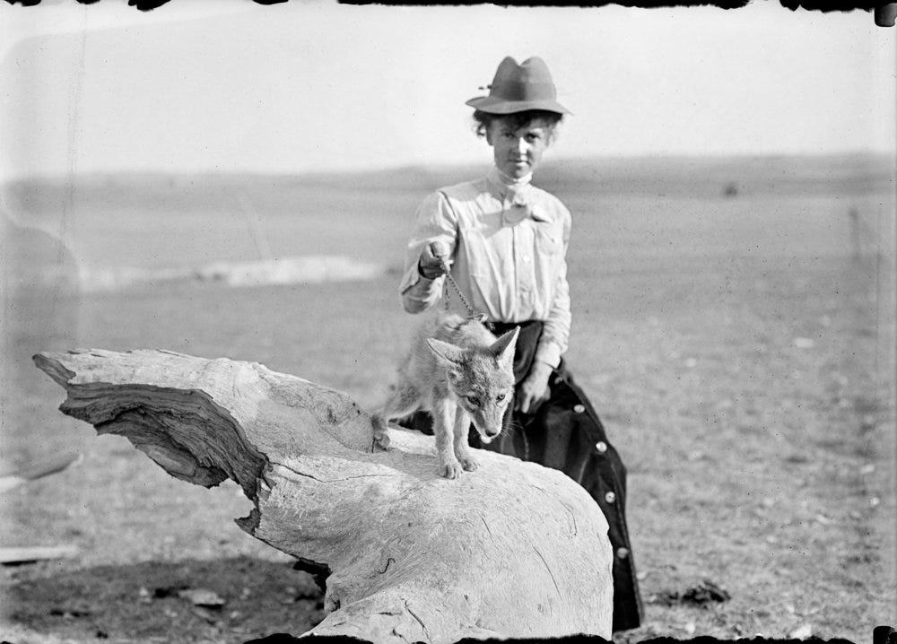 A white woman in Victorian garb holds a coyote pup by a chain leash while seated on a large rock. 