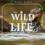 The Wild Life with Devon the Nature Guy