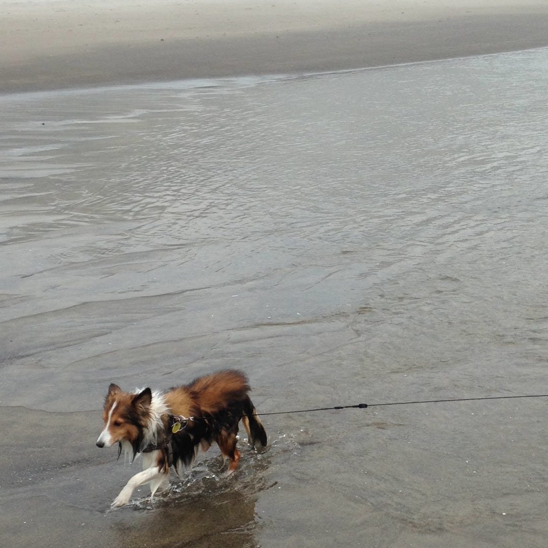 Red and white sheltie trotting in the ocean