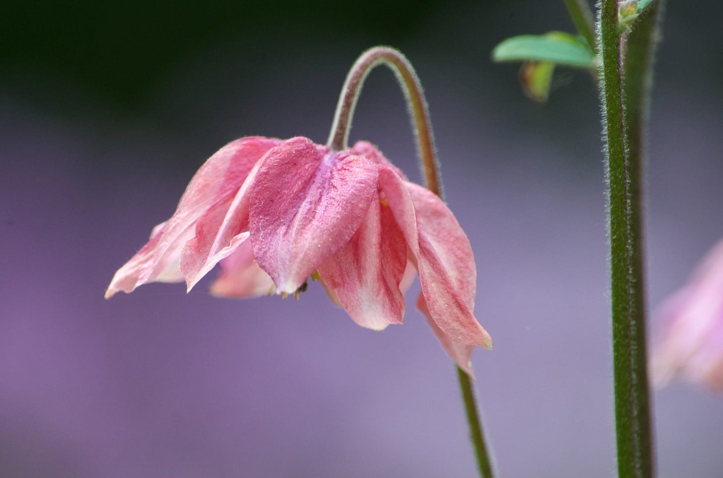 A close-up of a pink Meadow Rue blossom against a soft lavender background.