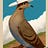 User's avatar