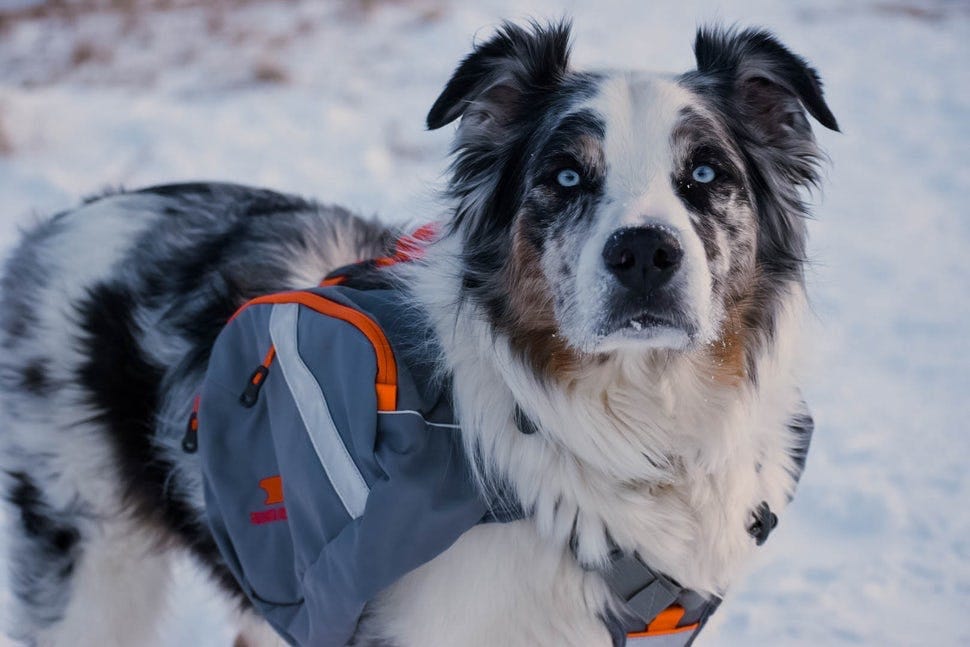 dog with backpack