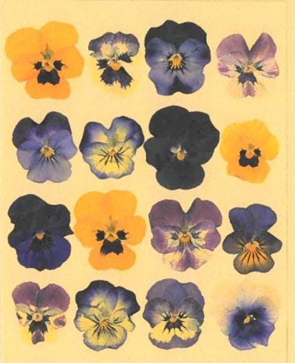 Queer Botany: The Sapphic Violet