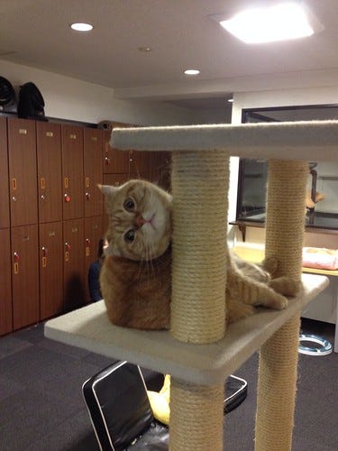 Sideways Cat Sideways Cat