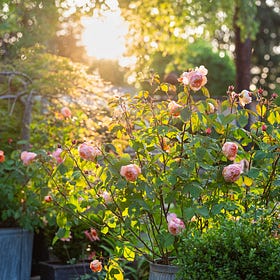 Rose pruning kept simple