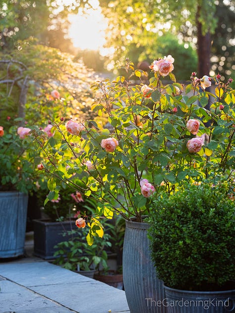 Garden roses in flower