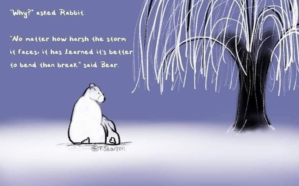The Willow Tree - by Tara Shannon - Tara’s Substack