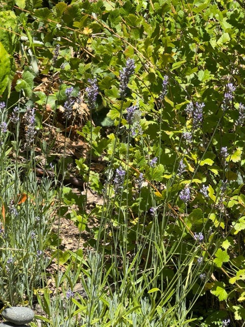 July Playgarden in Bloom
