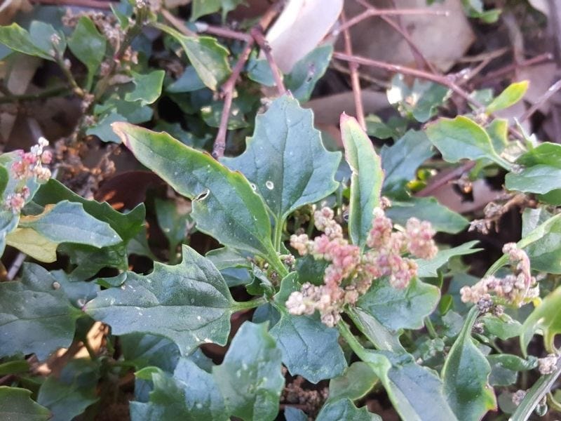 Chenopodium glaucum [Plant - ATLAS - M. Sim, 2019].jpeg