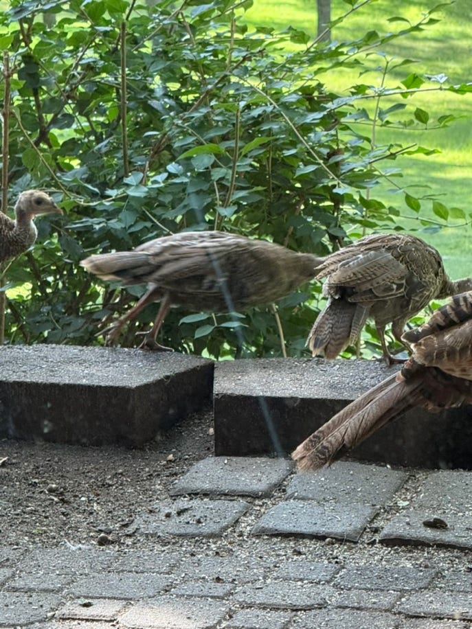 A group of birds on a ledge

AI-generated content may be incorrect.