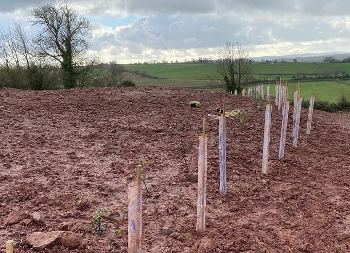 Newly planted trees in lines