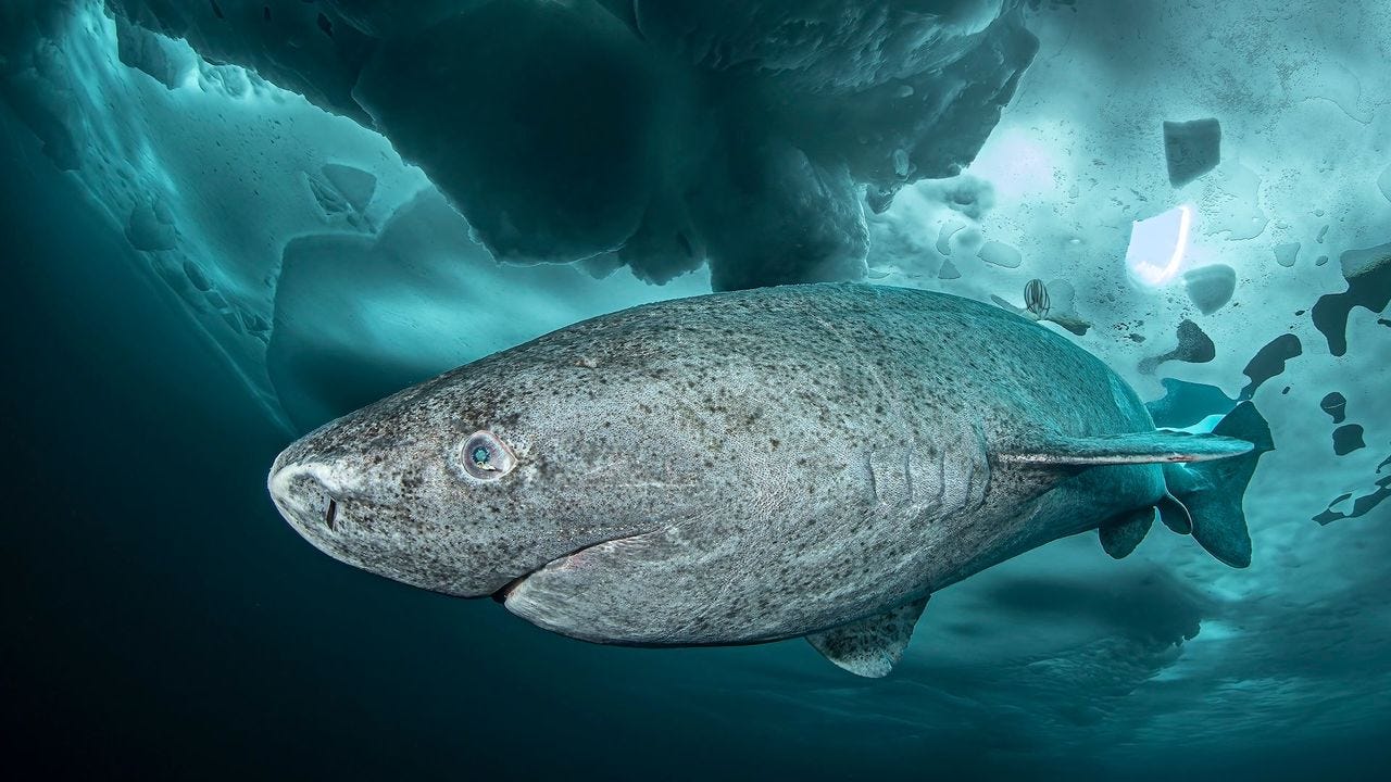 We were all just in awe': A stranding in 
Ireland sheds new light on the  long, slow, ice-cold life of a deep-sea shark