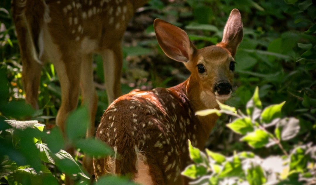 brown and white deer standing on green grass during daytime brown and white deer standing on green grass during daytime
