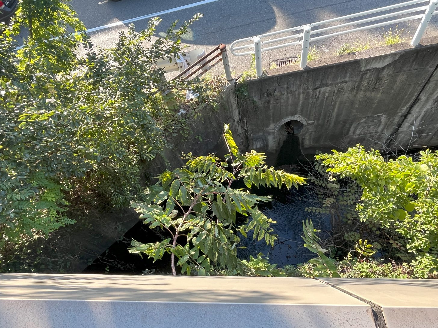 A photo of the Chimori River in Suma, Kobe disappearing into a dark tunnel, overhung by wingnut tree branches