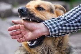 Can we learn to avoid being bitten by dogs?