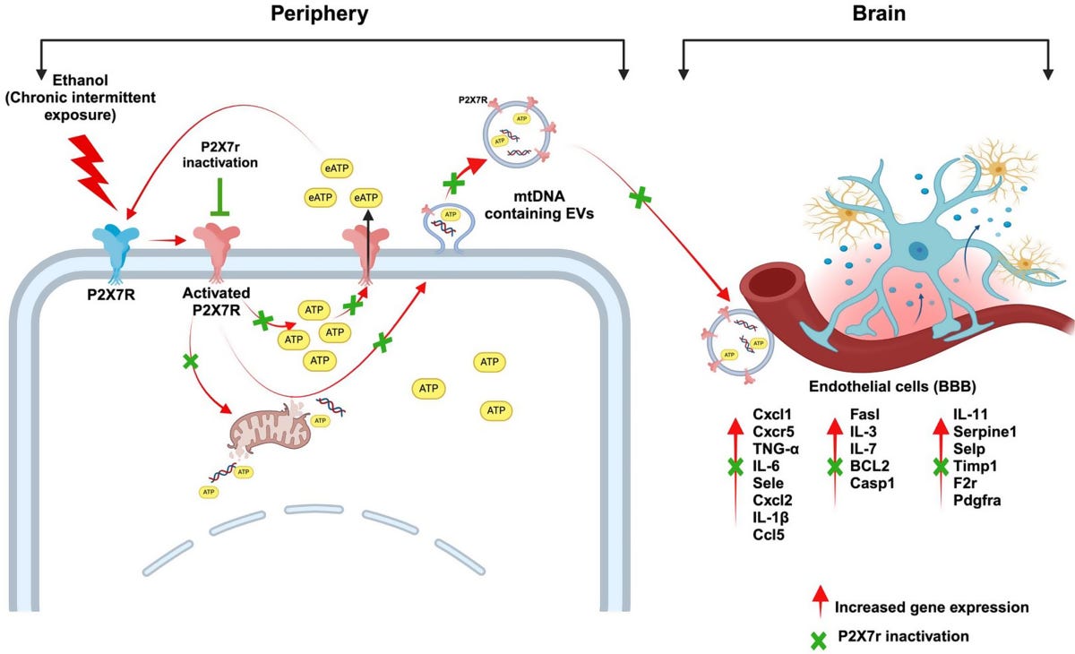 Neuroinflammatory responses and blood–brain barrier injury in chronic  alcohol exposure: role of purinergic P2 × 7 Receptor signaling | Journal of  Neuroinflammation | Full Text