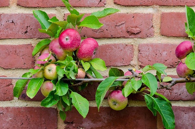 Espalier Fruit Trees - More Fruit in Less Space - GardensAll