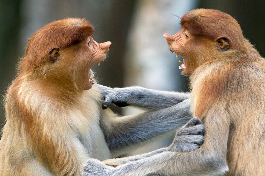Fighting monkeys
