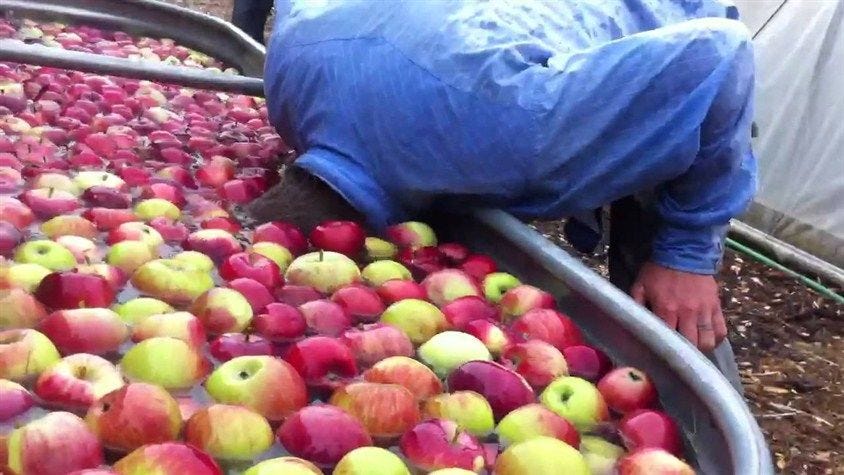 7 Bobbing for Apples Games | Bobbing for apples, Apples to apples game,  Apple