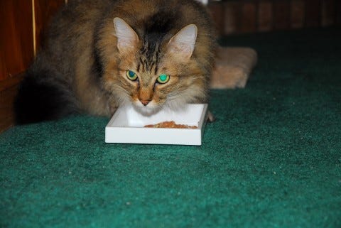 Chase_Eating_Enrich_Your_Cat's_Environment Chase_Eating_Enrich_Your_Cat's_Environment