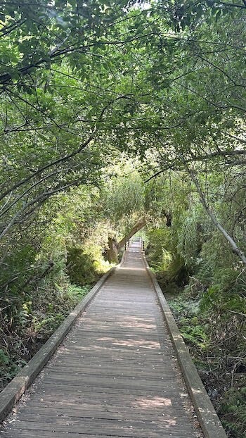 L.M. Archer is the founder and editor of Tête de Bulle, a Substack for bubbleheads, by a bubblehead.