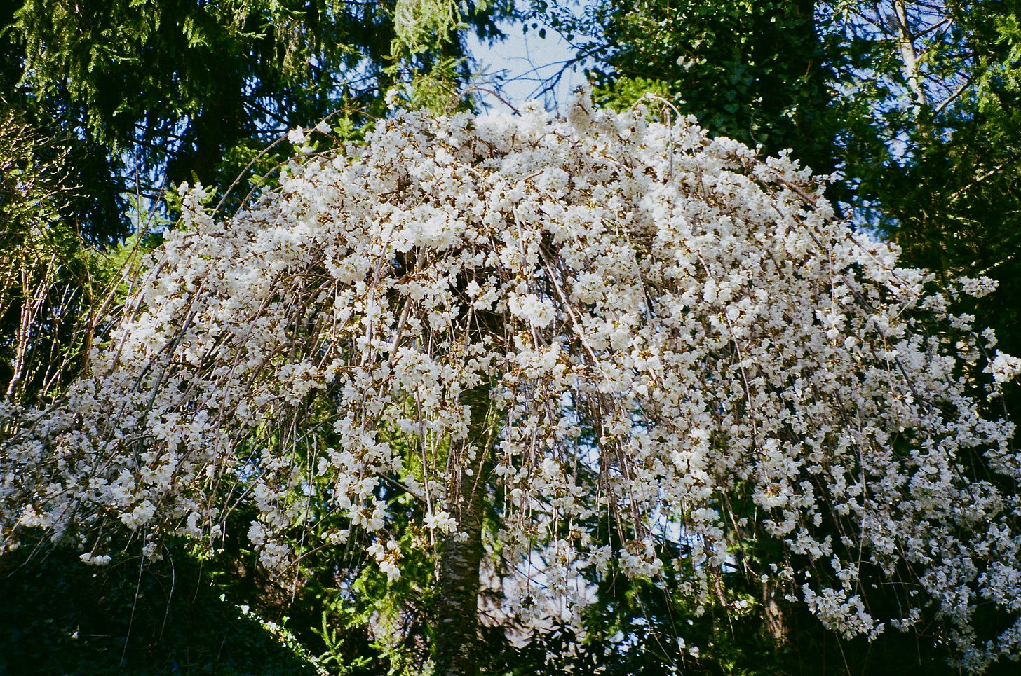 Film photo of a small cherry tree shot from below. Sunlight hits the blossoms and makes the pinky-white petals appear to glow.