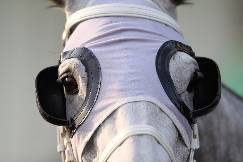 4 Reasons Why Do Horses Wear Blinders – Wild Jolie