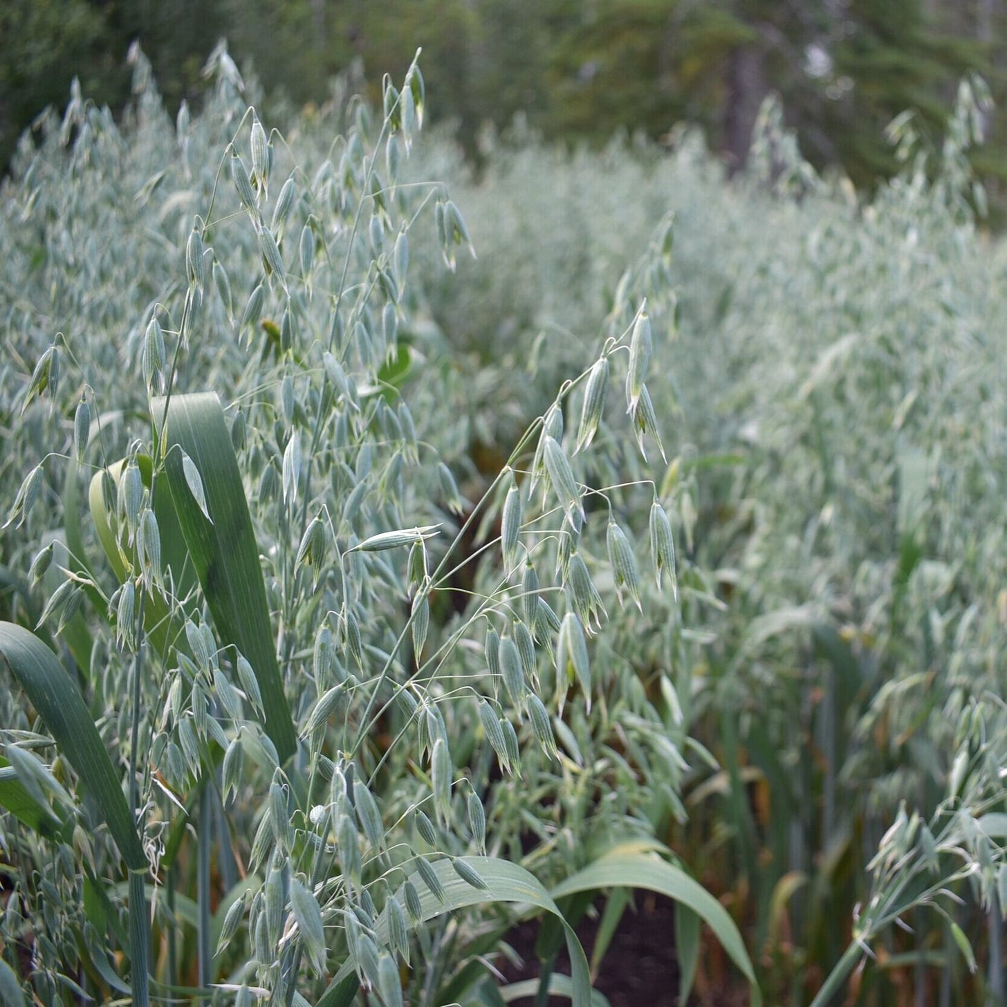 milky oats