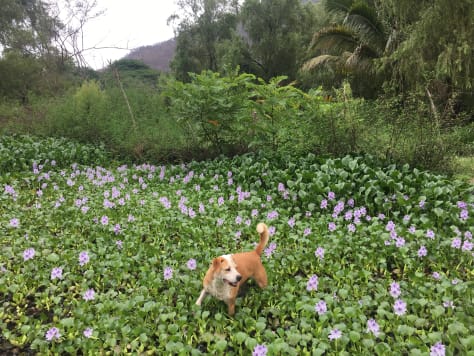 photos of Lody, a brown and white mutt with a very adorable face, in various places around the world