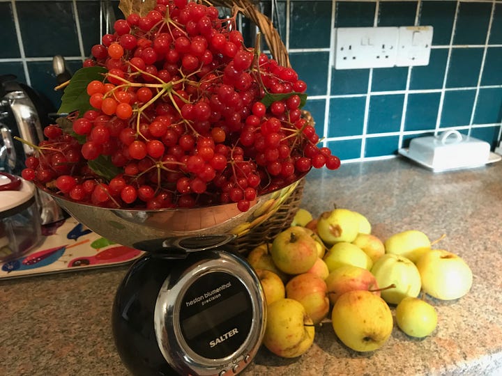 Jar with fruit jelly, ingredients and fruits on the bush