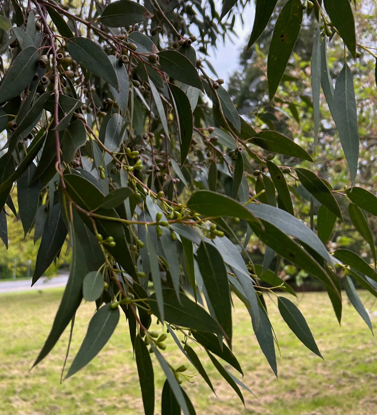 Long narrow eucalyptus leaves and small green seed capsules