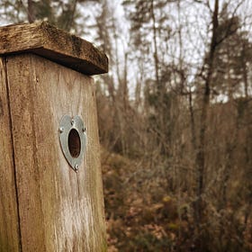 Of Nest Boxes and New Beginnings
